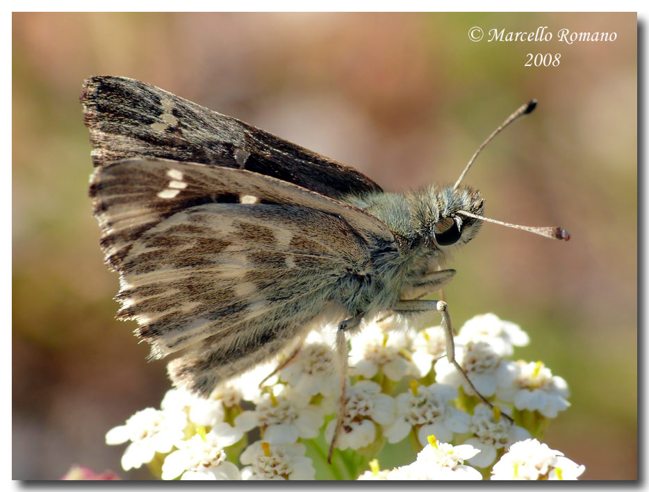 Insetti dalla Croazia: 12. Carcharodus flocciferus (Hesp.)